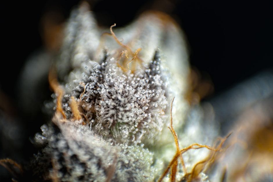 The Silent Army Inside Every Cannabis Plant