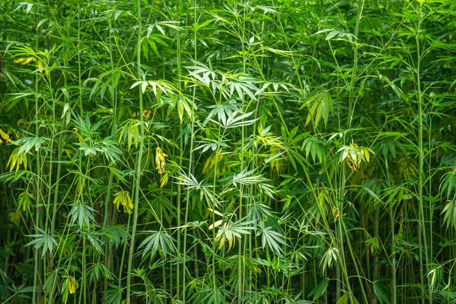 Roots and Resin: The World's Most Remarkable Landrace Cannabis Varieties