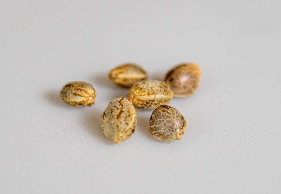 The Genetics Behind the Names Every Cannabis Grower Knows
