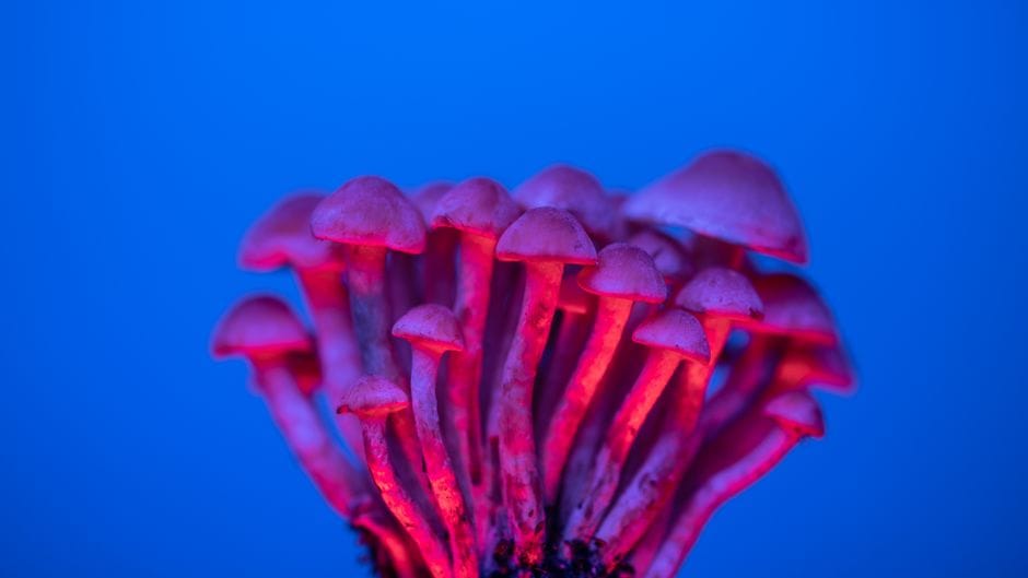 What Happens When Psilocybin Gets Regulated? Oregon's First Real-World Results