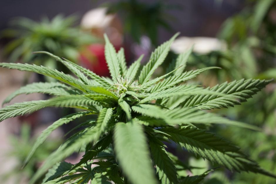 The Calendar Beneath the Canopy: Timing the Outdoor Grow