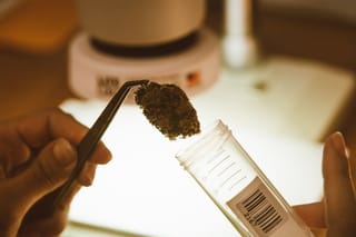 High-Potency Cannabis and Mental Health: What Europe's Research Means for Malta