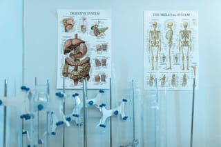 What Cannabis Actually Does to Your Gut