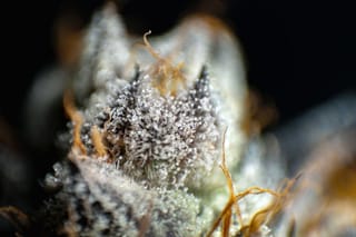 The Silent Army Inside Every Cannabis Plant