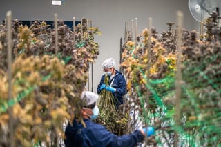After the Harvest: Why Post-Processing Defines Medical Cannabis Quality