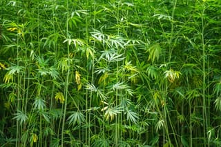 Roots and Resin: The World's Most Remarkable Landrace Cannabis Varieties