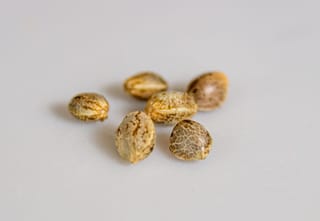 The Genetics Behind the Names Every Cannabis Grower Knows