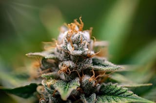Beyond THC and CBD: The Minor Cannabinoids Waiting for Their Moment