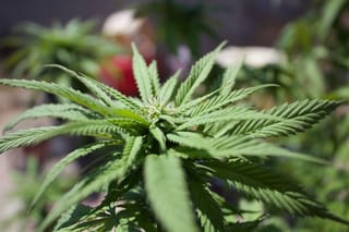 The Calendar Beneath the Canopy: Timing the Outdoor Grow