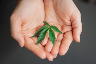 One in Nine Older Cannabis Consumers May Meet Disorder Criteria — What That Means