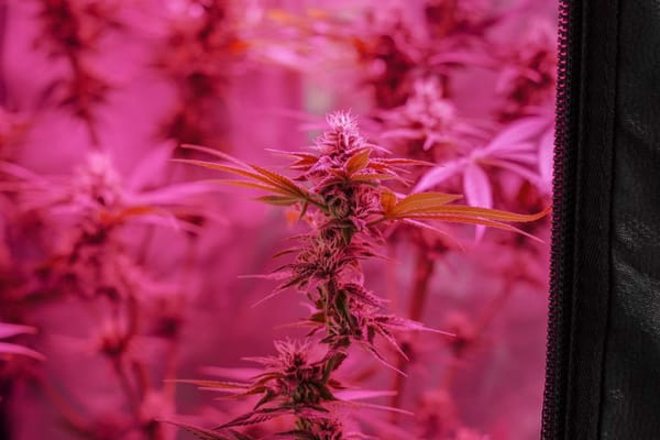 Small Spaces, Big Yields: What Indoor Growers Can Learn From the Basics