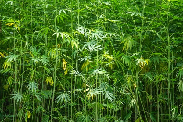 Roots and Resin: The World's Most Remarkable Landrace Cannabis Varieties