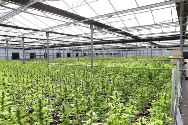From Near-Collapse to £8m Revenue: What Northern Leaf's Revival Tells Us