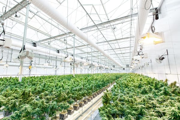 Aurora, Curaleaf, and the Battle for Europe's Cannabis Supply Chain