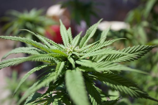 The Calendar Beneath the Canopy: Timing the Outdoor Grow