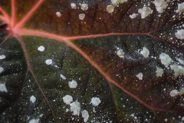 Powdery Mildew on Cannabis: The Grower's Enemy You Can Outsmart